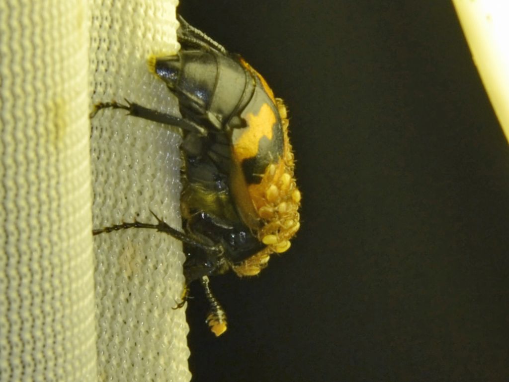 Nicrophorus investigator (Silphidae) infestato da acari